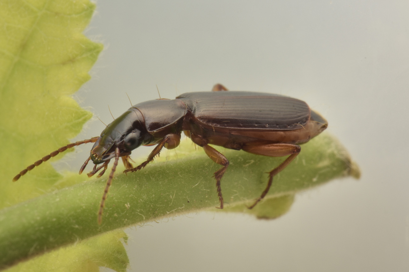 Carabidae: Pseudomasorerus canigoulensis? S.